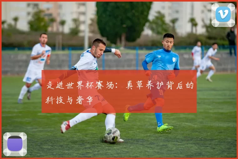 走进世界杯赛场：真草养护背后的科技与奢华
